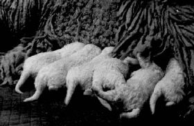 5-G-06-W-1989