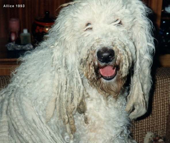 5-A-03-1993