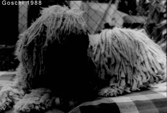 5-G-01-1988-